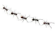ants in a line